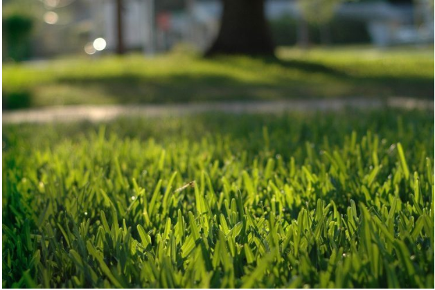 How St. Augustine Sod Can Transform Your Outdoor Space How St. Augustine Sod Can Transform Your Outdoor Space