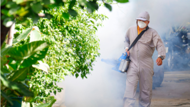 What Makes Pest Control Singapore Cockroach Solutions Long-Lasting