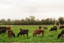 How Gaushalas Support Animal Welfare and Compassion