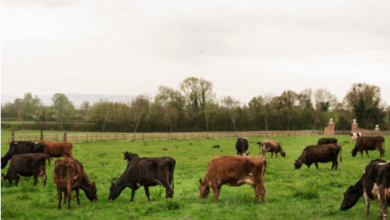 How Gaushalas Support Animal Welfare and Compassion