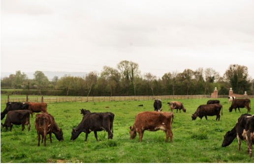 How Gaushalas Support Animal Welfare and Compassion